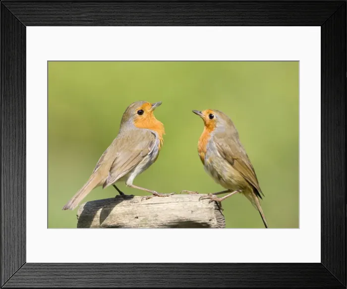 Framed Print : Robin Two adults perched on wooden garden fork handle Norfolk UK Framed Print : Robin Two adults perched on wooden garden fork handle Norfolk UK