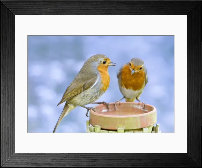 Framed Print : Robin Two adults perched on plant pot with forget-me-not flowers in background Norfolk UK Framed Print : Robin Two adults perched on plant pot with forget-me-not flowers in background Norfolk UK