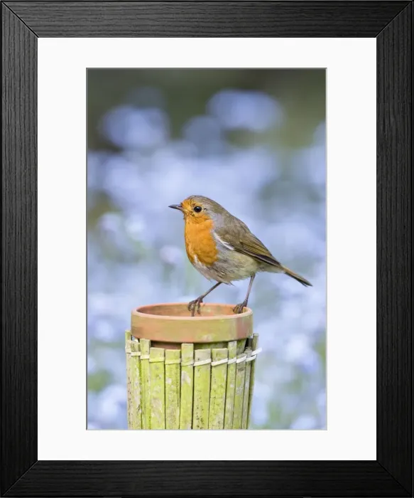 Framed Print : Robin Perched on plant pot with forget-me-not flowers in background Norfolk UK Framed Print : Robin Perched on plant pot with forget-me-not flowers in background Norfolk UK