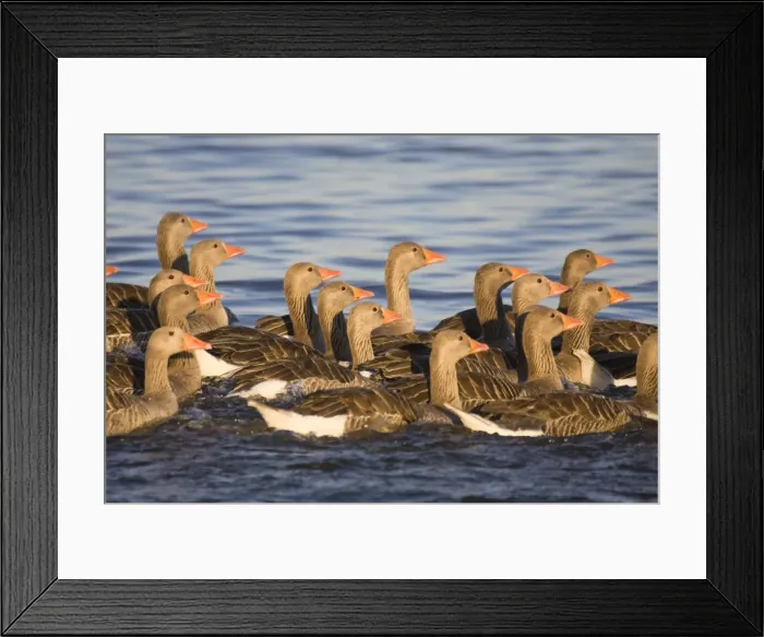 Framed Print : Greylag Goose Flock of juveniles Hickling Broad Norfolk UK Framed Print : Greylag Goose Flock of juveniles Hickling Broad Norfolk UK
