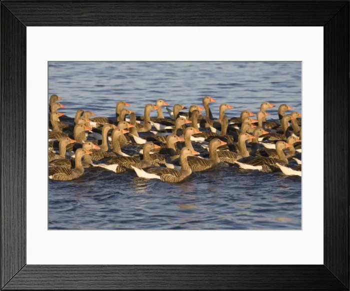 Framed Print : Greylag Goose Flock of juveniles Hickling Broad Norfolk UK Framed Print : Greylag Goose Flock of juveniles Hickling Broad Norfolk UK