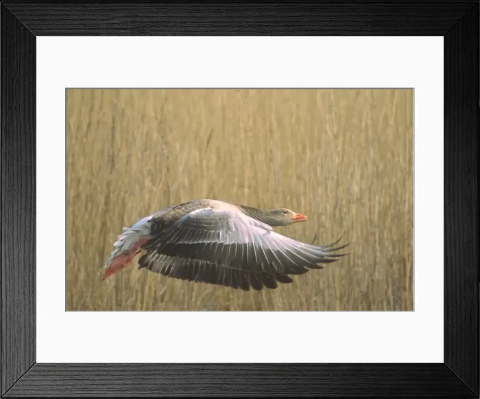 Framed Print : Greylag Goose Taking flight from reedbeds Hickling Broad Norfolk UK Framed Print : Greylag Goose Taking flight from reedbeds Hickling Broad Norfolk UK