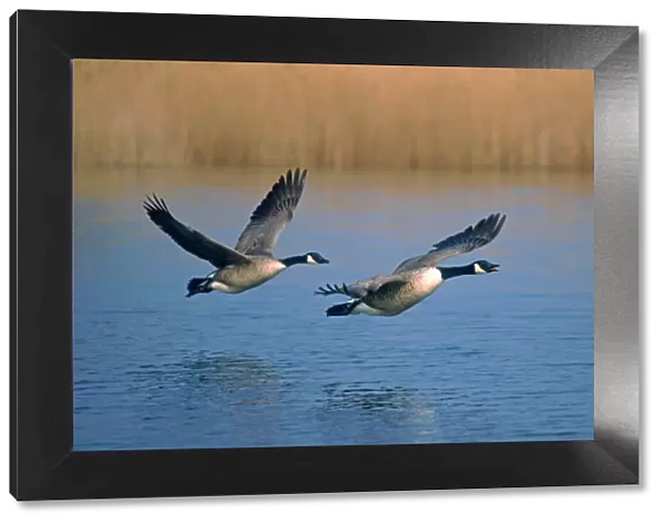 Two Canada Geese Taking Flight Hickling Broad Norfolk UK