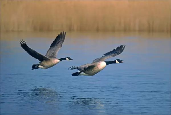 Two Canada Geese Taking Flight Hickling Broad Norfolk UK