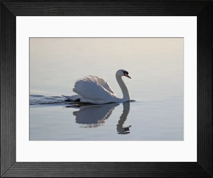 Framed Print : Mute Swan - With reflection on water Hickling Broad Norfolk UK Framed Print : Mute Swan - With reflection on water Hickling Broad Norfolk UK