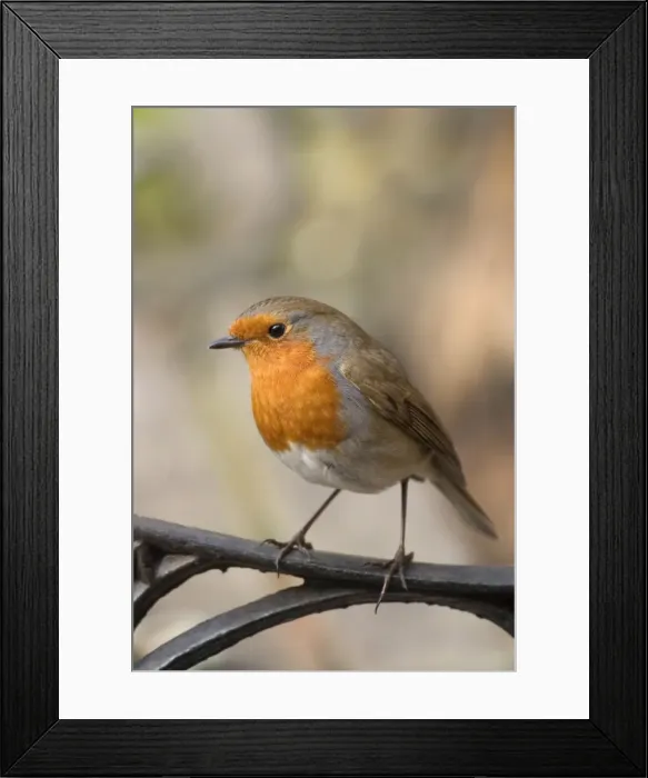 Framed Print : Robin Perched on Iron Seat Norfolk UK Framed Print : Robin Perched on Iron Seat Norfolk UK