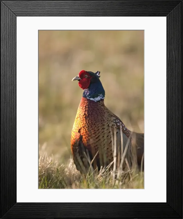Framed Print : Pheasant Male Norfolk UK