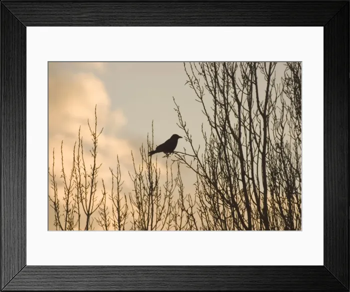 Framed Print : Carrion Crow On bare branches of tree London UK Framed Print : Carrion Crow On bare branches of tree London UK