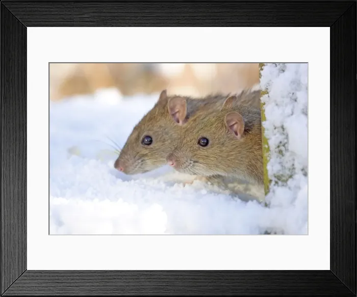 Framed Print : Two Brown Rats Looking out from Garden Flowerpot in Snow Norfolk UK Framed Print : Two Brown Rats Looking out from Garden Flowerpot in Snow Norfolk UK