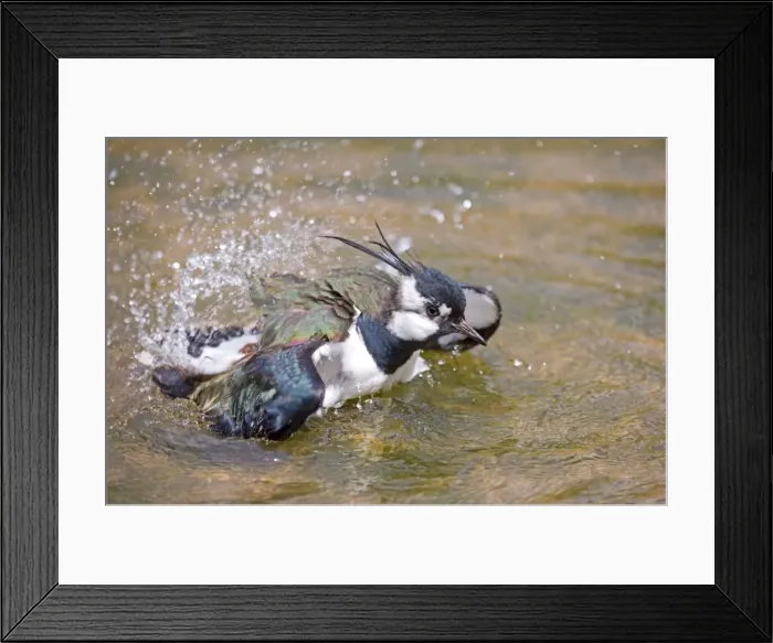 Framed Print : Lapwing Washing in Pool of Water UK Framed Print : Lapwing Washing in Pool of Water UK