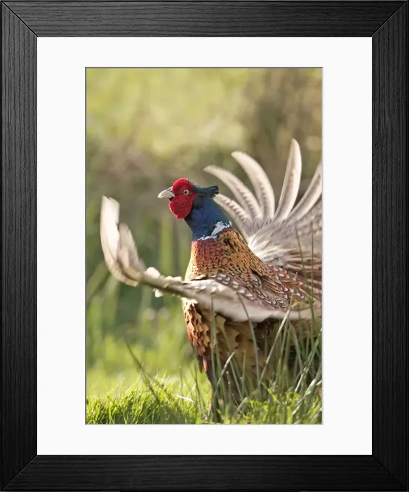 Framed Print : Male Pheasant Displaying Norfolk UK Framed Print : Male Pheasant Displaying Norfolk UK