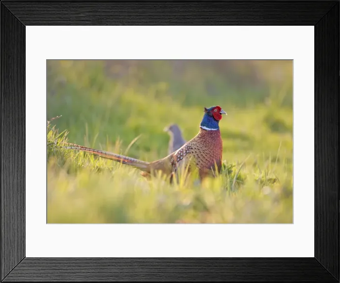 Framed Print : Pheasant Male and Female Norfolk UK Framed Print : Pheasant Male and Female Norfolk UK