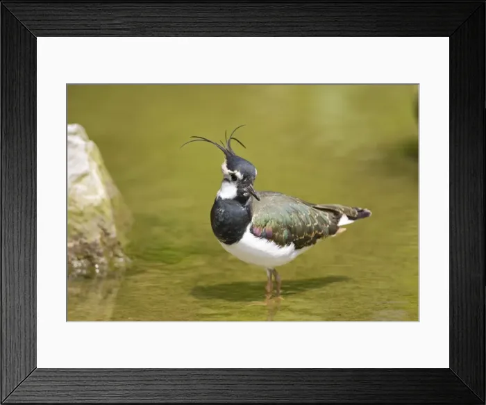 Framed Print : Lapwing Norfolk UK Framed Print : Lapwing Norfolk UK