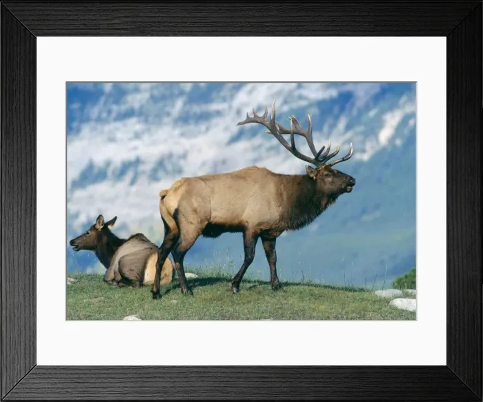 Framed Print : Elk / Wapiti Jasper National Park, Canada Framed Print : Elk / Wapiti Jasper National Park, Canada