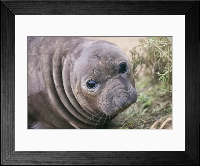 Framed Print : Northern Elephant Seal - weaned pup Central Caifornia, USA Framed Print : Northern Elephant Seal - weaned pup Central Caifornia, USA