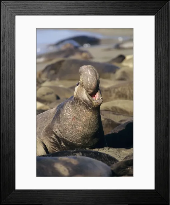 Framed Print : Northern Elephant Seal - Male, threatening rivals. Central California, USA Framed Print : Northern Elephant Seal - Male, threatening rivals. Central California, USA