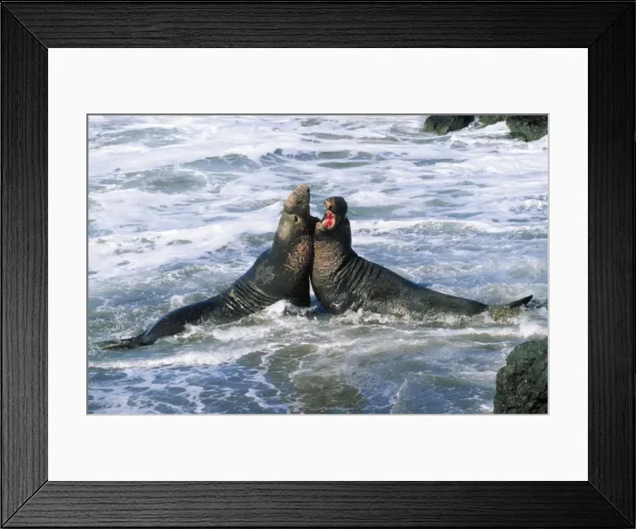 Framed Print : Northern Elephant Seal - males fighting Central California, USA Framed Print : Northern Elephant Seal - males fighting Central California, USA