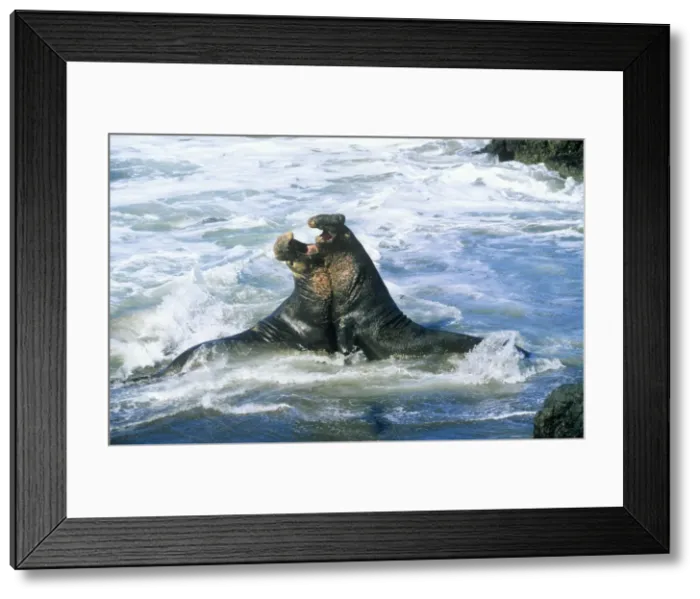 Framed Print : Northern Elephant Seal - males fighting California, USA Framed Print : Northern Elephant Seal - males fighting California, USA