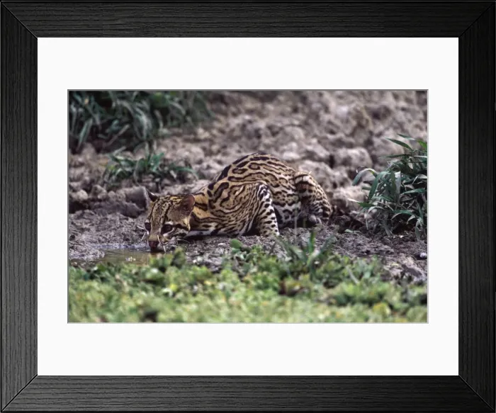 Framed Print : Ocelot - Drinking from a shrinking pond at the end of the dry season. Note porcupine quills embedded in its face. Llanos of Venezuela. DD816 Framed Print : Ocelot - Drinking from a shrinking pond at the end of the dry season. Note porcupine quills embedded in its face. Llanos of Venezuela. DD816