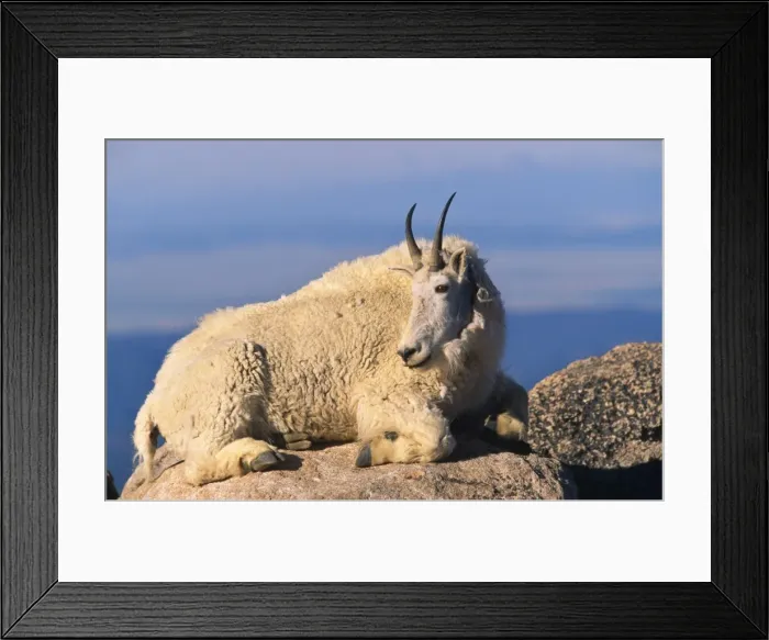Framed Print : Mountain Goat Rocky Mountains, Norht America Framed Print : Mountain Goat Rocky Mountains, Norht America