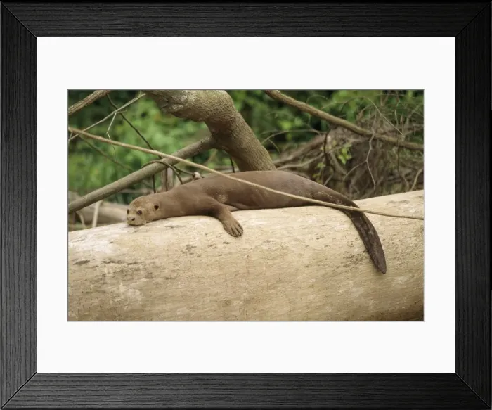 Framed Print : Giant Otter Amazon / Orinoco Basin, Manu National Park, Peru Framed Print : Giant Otter Amazon / Orinoco Basin, Manu National Park, Peru