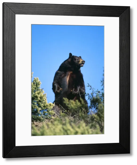 Framed Print : American Black Bear North America Framed Print : American Black Bear North America
