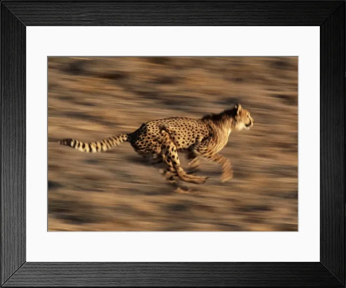 Framed Print : Cheetah Running, Africa Framed Print : Cheetah Running, Africa