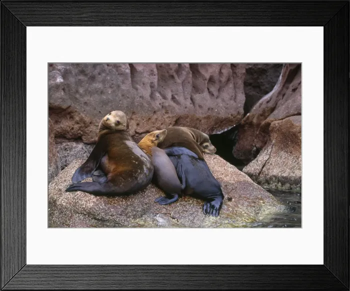 Framed Print : California Sea Lion Framed Print : California Sea Lion