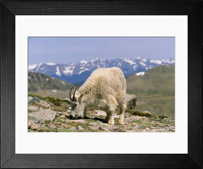 Framed Print : Mountain Goat - Grazing, Rocky Mountains, USA, North America Framed Print : Mountain Goat - Grazing, Rocky Mountains, USA, North America
