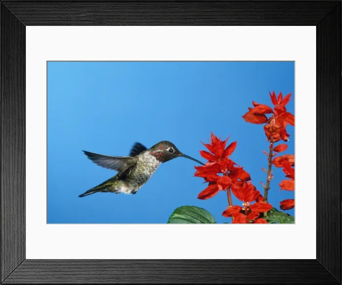 Framed Print : Anna's Hummingbird California coast; Mexico Framed Print : Anna's Hummingbird California coast; Mexico