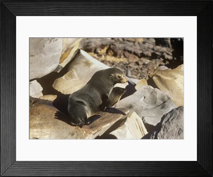 Framed Print : Guadalupe Fur Seal Framed Print : Guadalupe Fur Seal