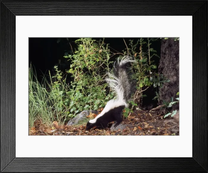 Framed Print : Striped Skunk North America Framed Print : Striped Skunk North America