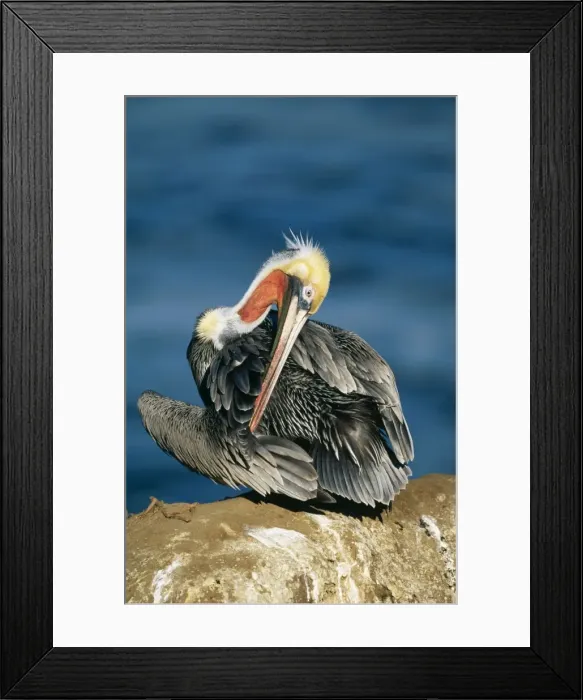 Framed Print : Brown Pelican Adult reaching breading colours, North America Framed Print : Brown Pelican Adult reaching breading colours, North America