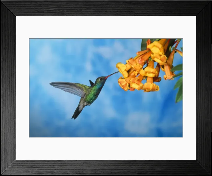 Framed Print : Broad-billed Hummingbird - male Framed Print : Broad-billed Hummingbird - male