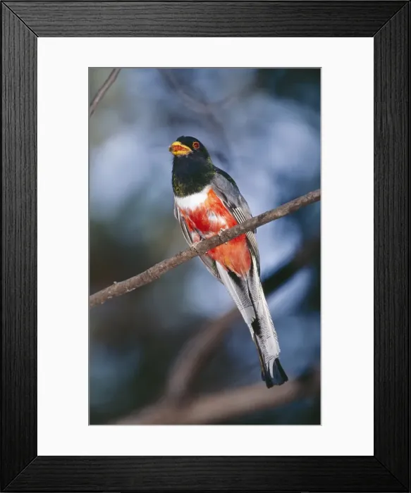 Framed Print : Elegant Trogon - male bringing food in beak. Southeast Arizona, USA Dist: Southern USA, Mexico, Costa Rica, Guatemala, Tres Maria Island Framed Print : Elegant Trogon - male bringing food in beak. Southeast Arizona, USA Dist: Southern USA, Mexico, Costa Rica, Guatemala, Tres Maria Island