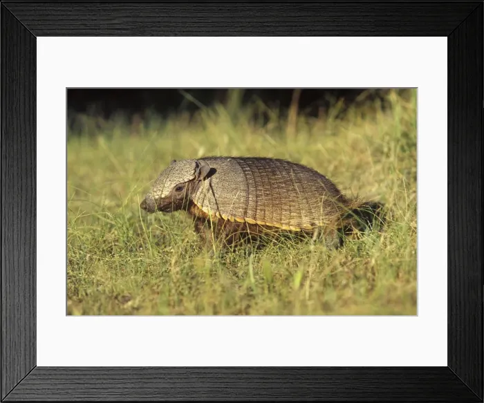 Framed Print : Hairy Armadillo South America: Paraguay to Patagonia, Argentina (Photographed in Patagonia) DY972 Framed Print : Hairy Armadillo South America: Paraguay to Patagonia, Argentina (Photographed in Patagonia) DY972