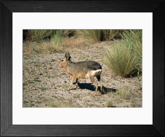 Framed Print : Mara Patagonian Cavy or Hare Framed Print : Mara Patagonian Cavy or Hare