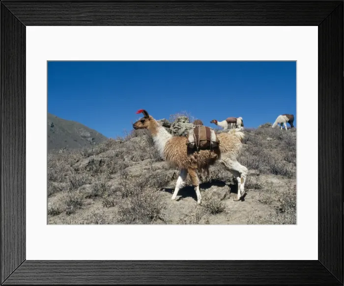 Framed Print : Llamas Colca Valley Peru Framed Print : Llamas Colca Valley Peru