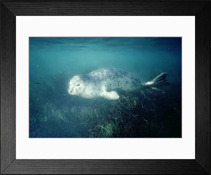 Framed Print : Common Harbour Seal Framed Print : Common Harbour Seal