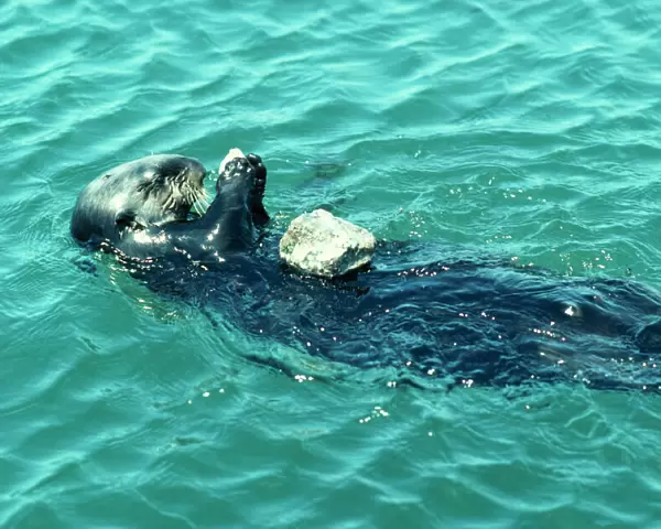 Sea Otter Eating on back using stone to break abalone