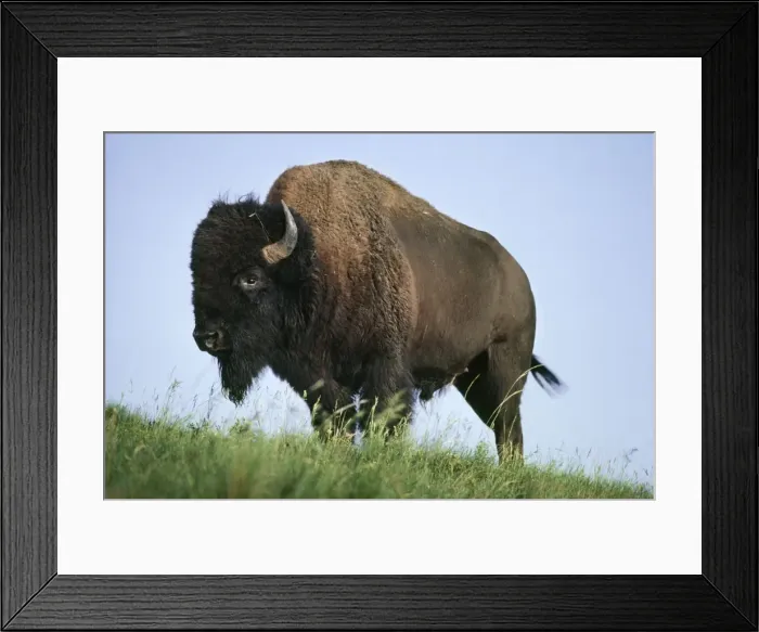 Framed Print : Bison National Bison Range, Montana, USA Framed Print : Bison National Bison Range, Montana, USA