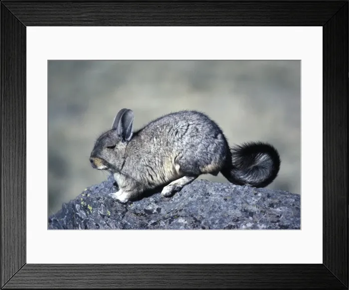 Framed Print : Mountain Viscacha Range: Altiplano (Highlands) of Southern Peru, Bolivia, Chile and Argentina Photographed at 4000 m elevation in southern Peru AG917 Framed Print : Mountain Viscacha Range: Altiplano (Highlands) of Southern Peru, Bolivia, Chile and Argentina Photographed at 4000 m elevation in southern Peru AG917