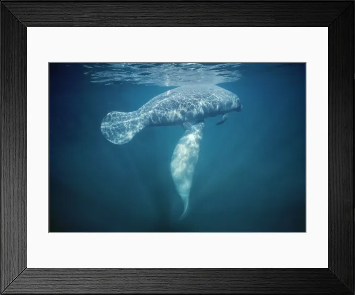 Framed Print : Manatee - mother, calf suckling Framed Print : Manatee - mother, calf suckling