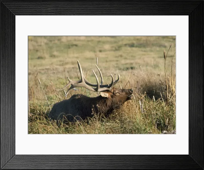 Framed Print : Wapiti / Elk - male in wallow bugling Montana, USA Framed Print : Wapiti / Elk - male in wallow bugling Montana, USA
