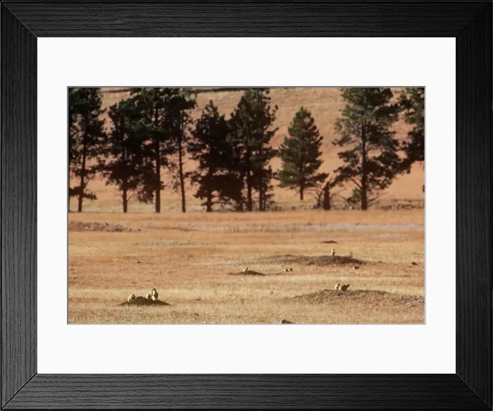 Framed Print : Black-tailed Prairie Dog - town Wind Cave National Park, South Dakota, USA Framed Print : Black-tailed Prairie Dog - town Wind Cave National Park, South Dakota, USA