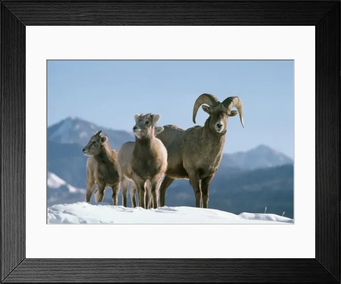 Framed Print : Bighorn Sheep Rocky Mountains Framed Print : Bighorn Sheep Rocky Mountains