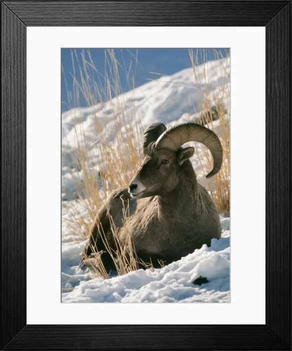 Framed Print : Bighorn Sheep Framed Print : Bighorn Sheep
