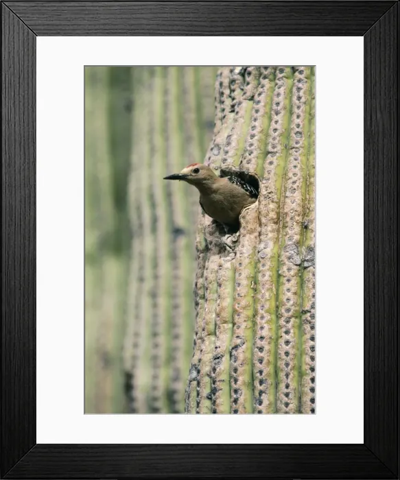 Framed Print : Gila Woodpecker Male Framed Print : Gila Woodpecker Male