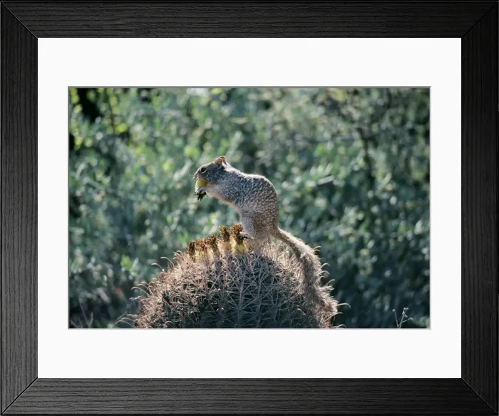 Framed Print : Rock Squirrel South West USA Framed Print : Rock Squirrel South West USA