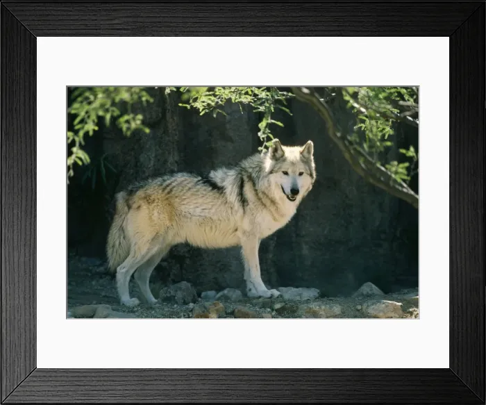 Framed Print : Mexican Grey Wolf Framed Print : Mexican Grey Wolf